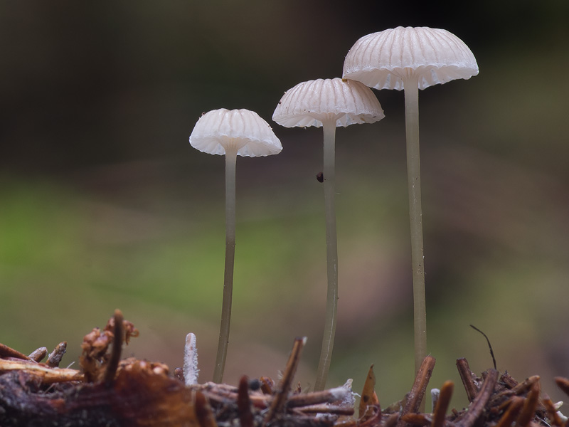 Mycena vulgaris